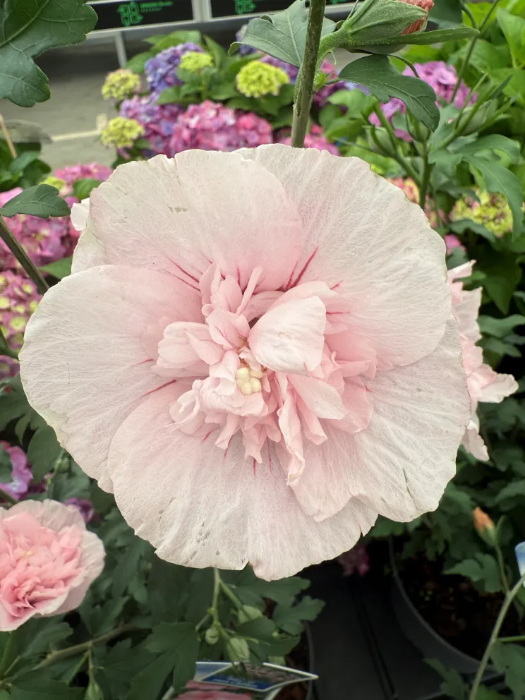 Hibiscus syriacus 'Pink Chiffon'