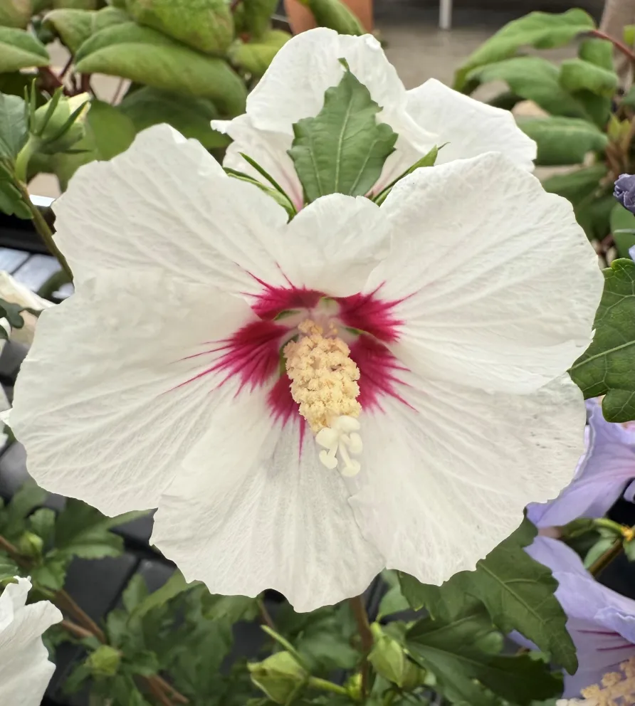 Hibiscus syriacus 'Red Heart'