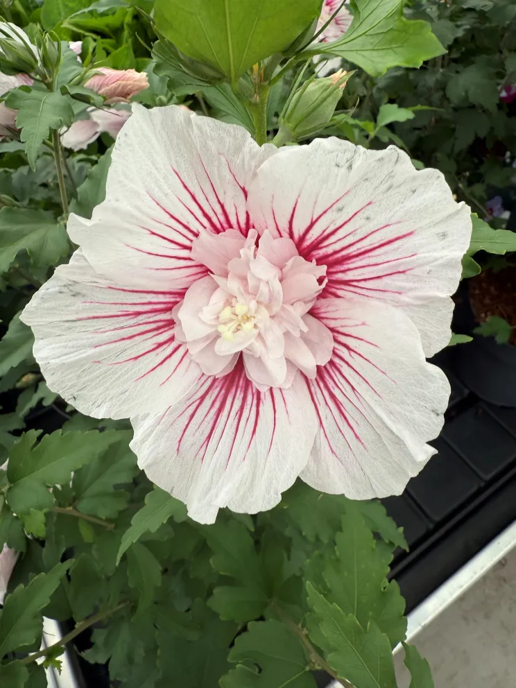 Hibiscus syriacus 'Starburst Chiffon' ®