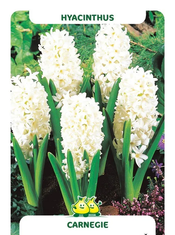 Hyacinthus 'Carnegie'