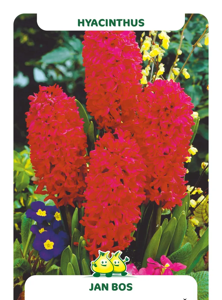 Hyacinthus 'Jan Bos'