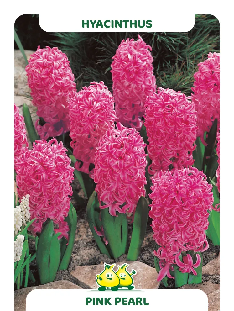 Hyacinthus 'Pink Pearl'