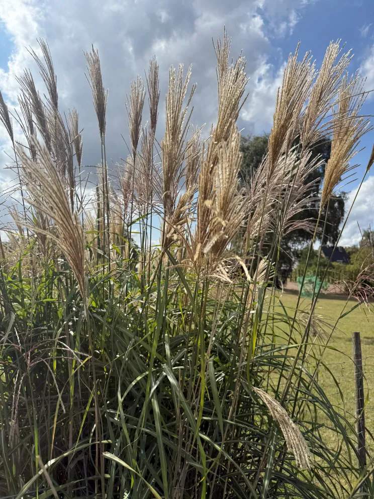 Miscanthus sinensis 'Silberfeder'