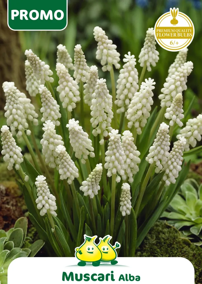 Muscari armeniacum 'Alba'