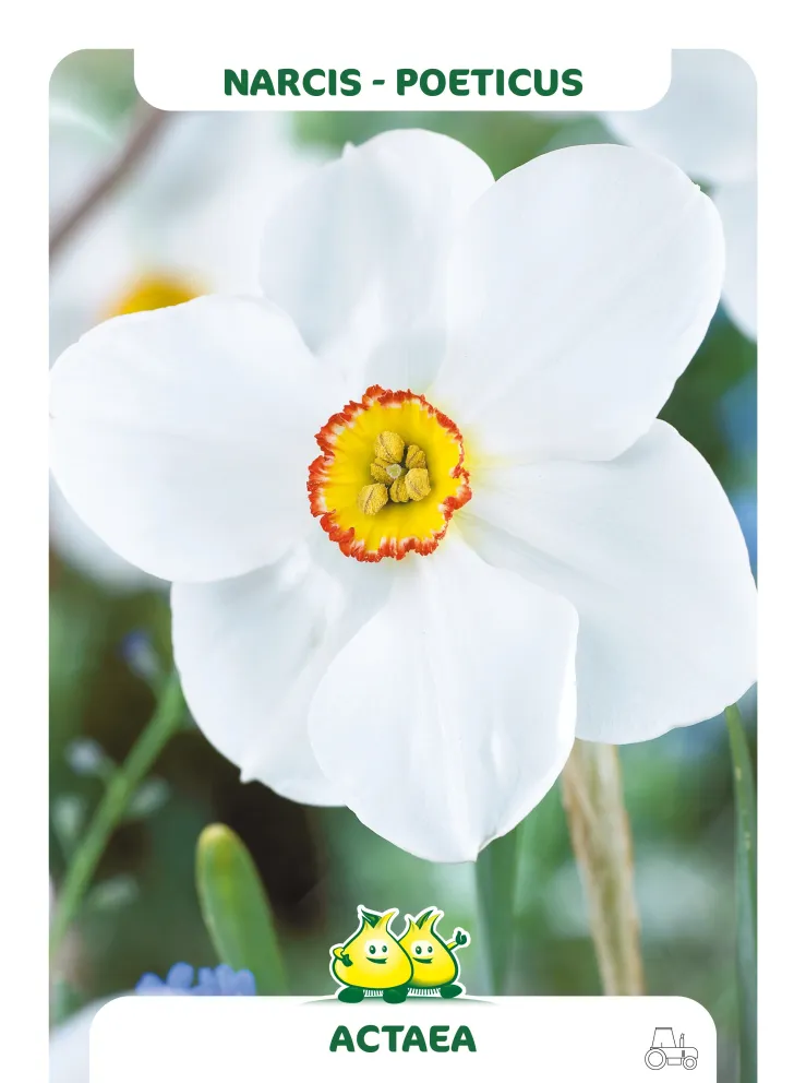 Narcissus 'Actea Poeticus'