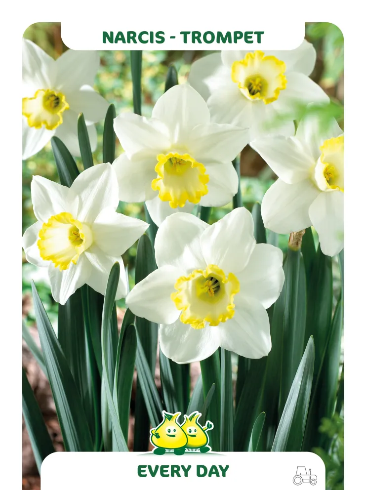 Narcissus 'Every Day'