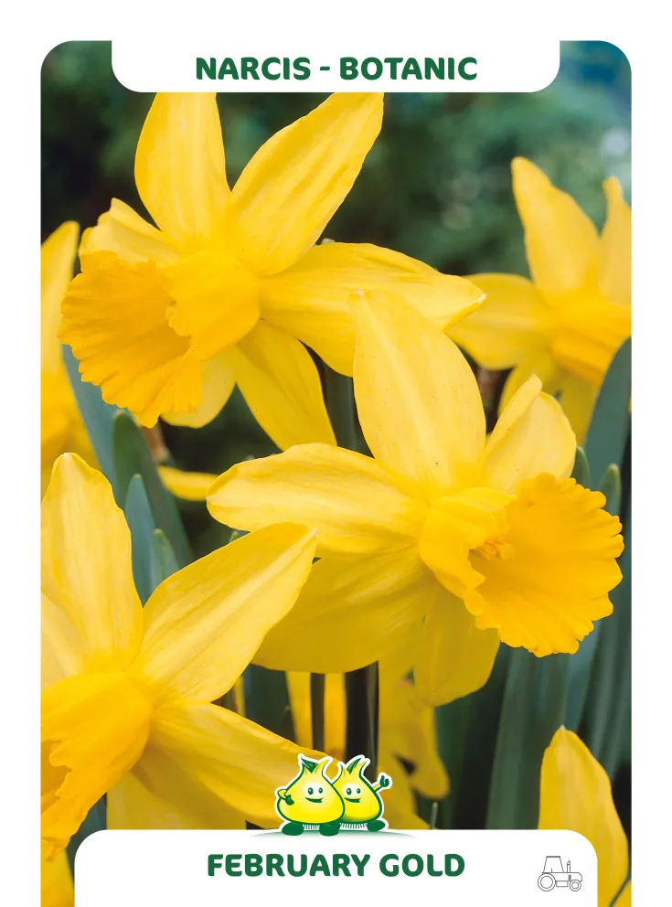 Narcissus 'Februari Gold'