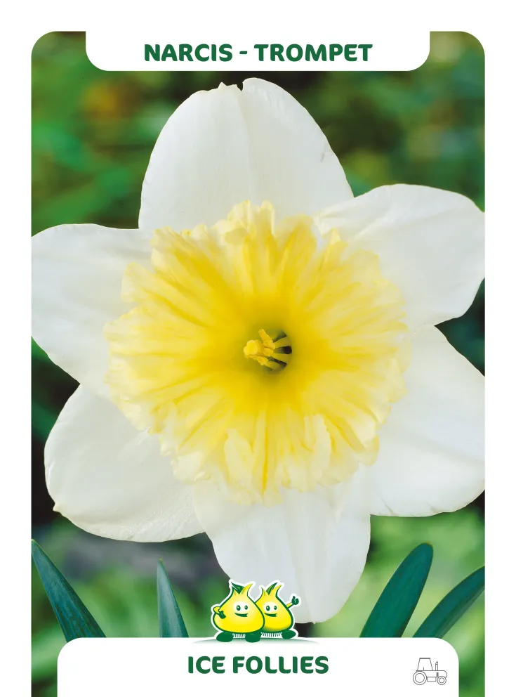 Narcissus 'Ice Follies'