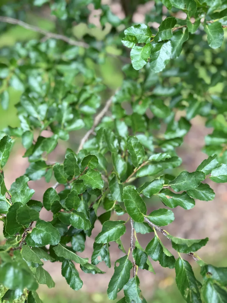 Nothofagus antarctica