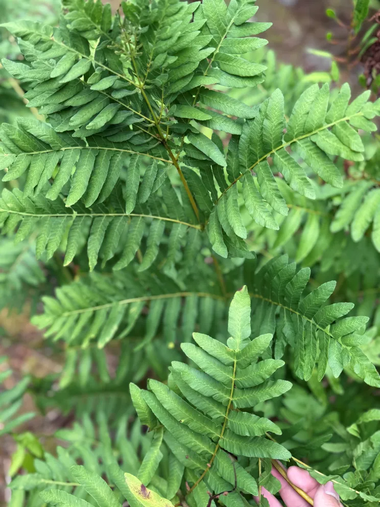 Osmunda regalis