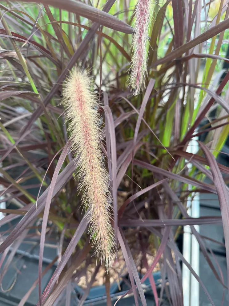 Pennisetum setaceum 'Rubrum'
