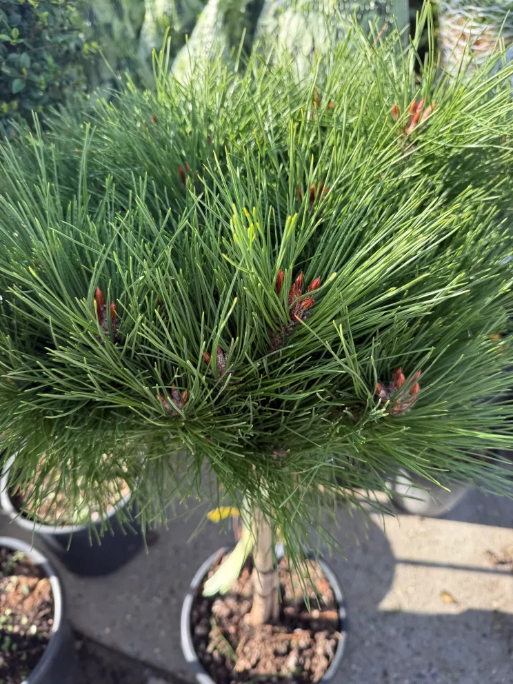 Pinus nigra 'Pierrick Brégeon'