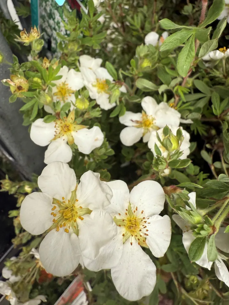 Potentilla fruticosa 'Abbotswood'