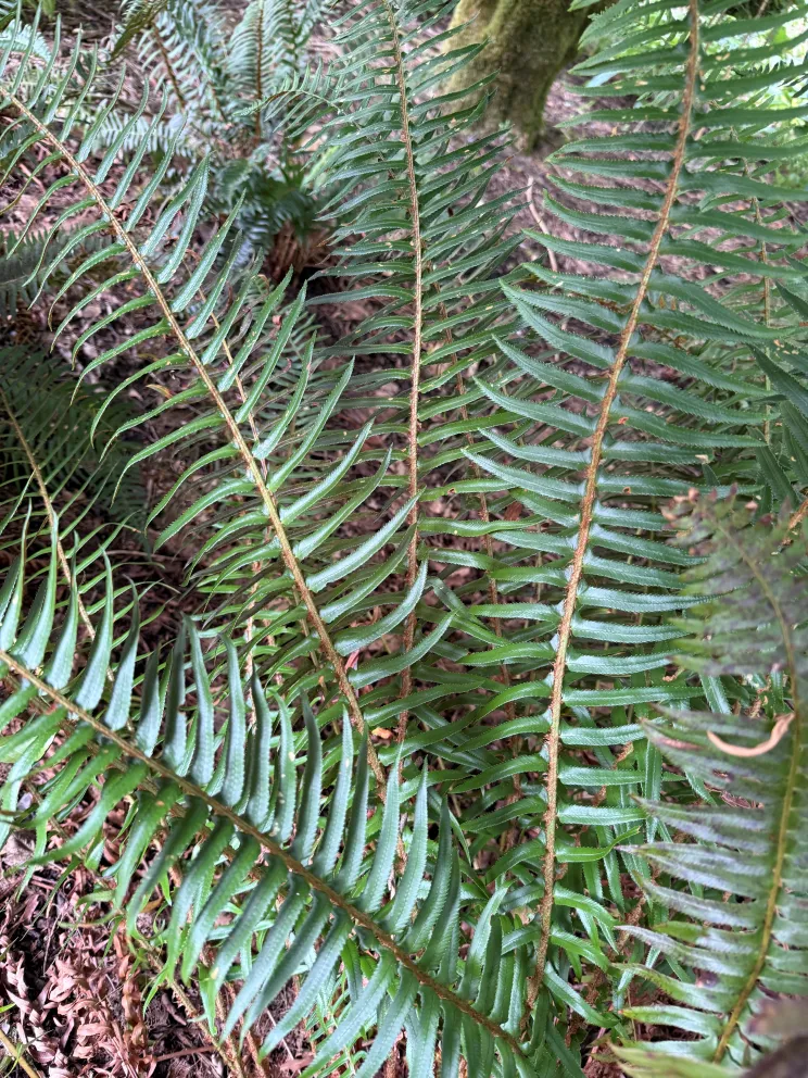 Polystichum munitum