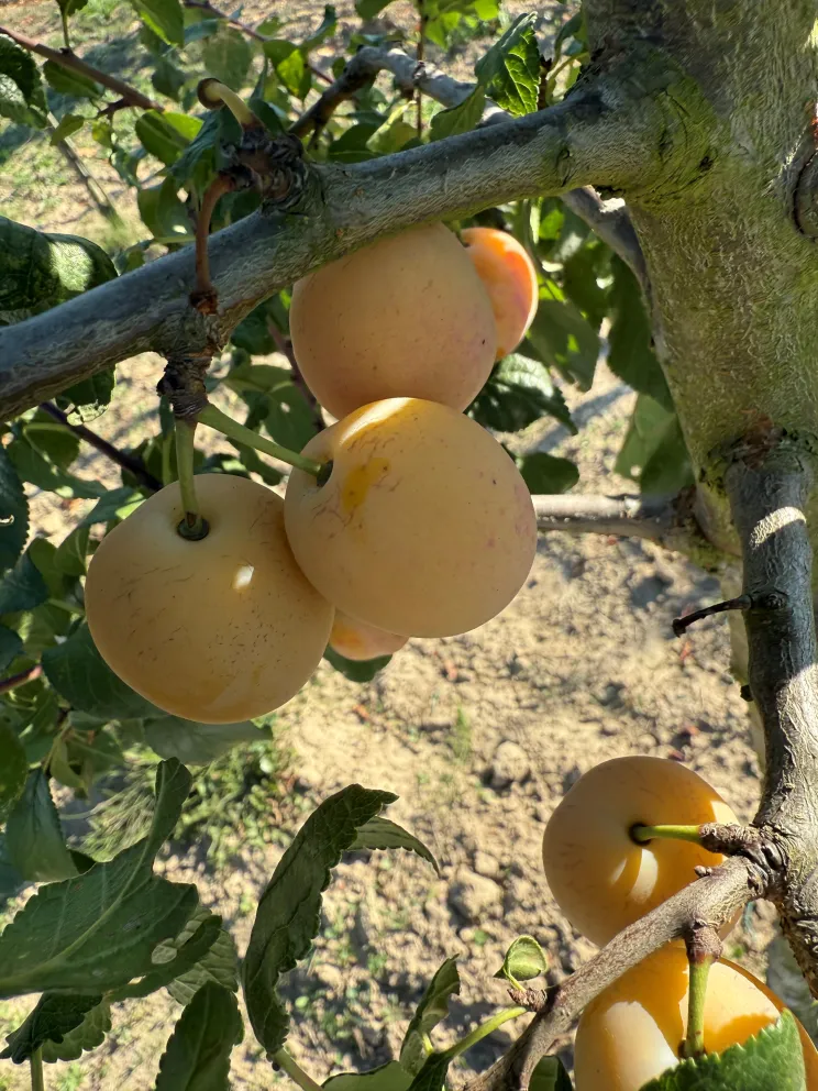 Prunus domestica 'Bellamira'