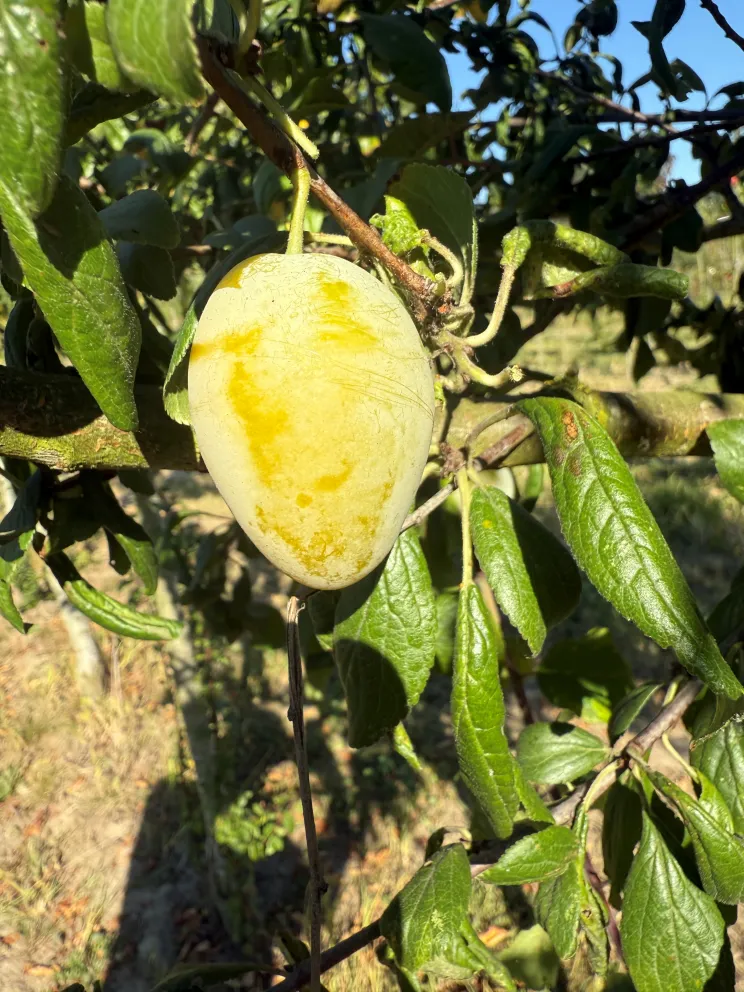 Prunus domestica 'Quetsche Blanche de Lanexie'