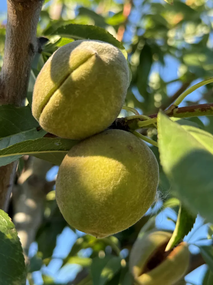 Prunus dulcis 'Robijn'