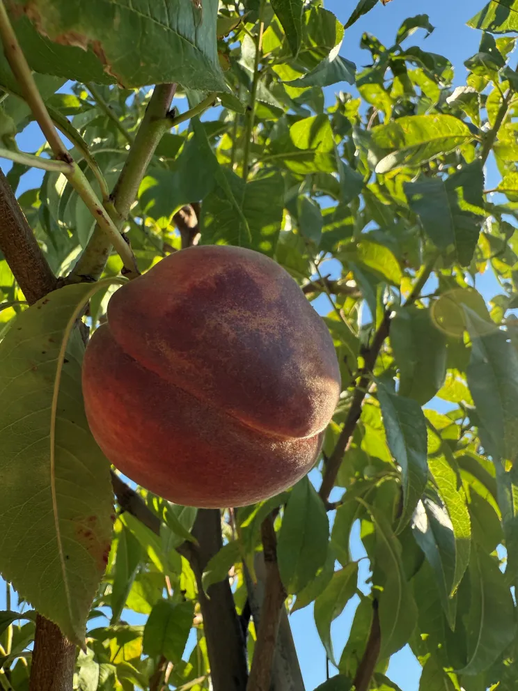 Prunus persica 'Fertile de Septembre'