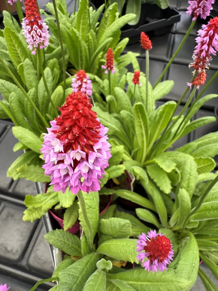 Primula vialii