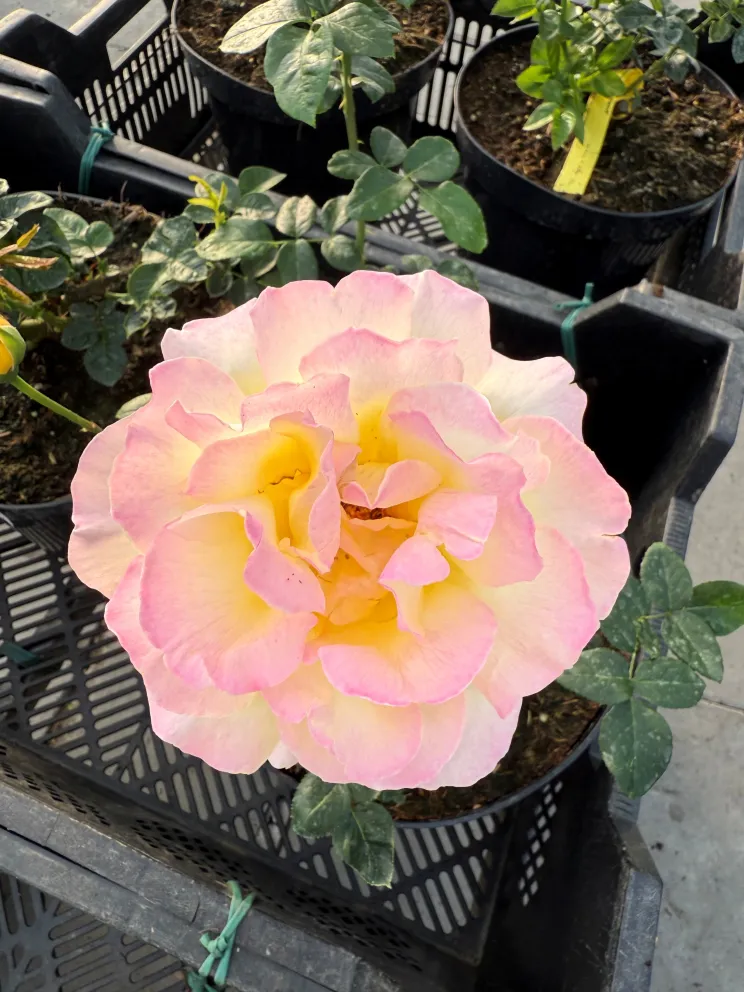 Rosa 'Mme A. Meilland'