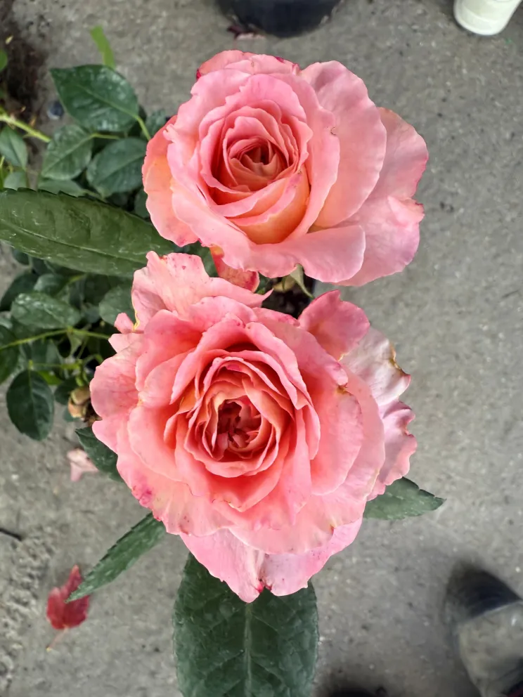 Rosa 'Augusta Louise'