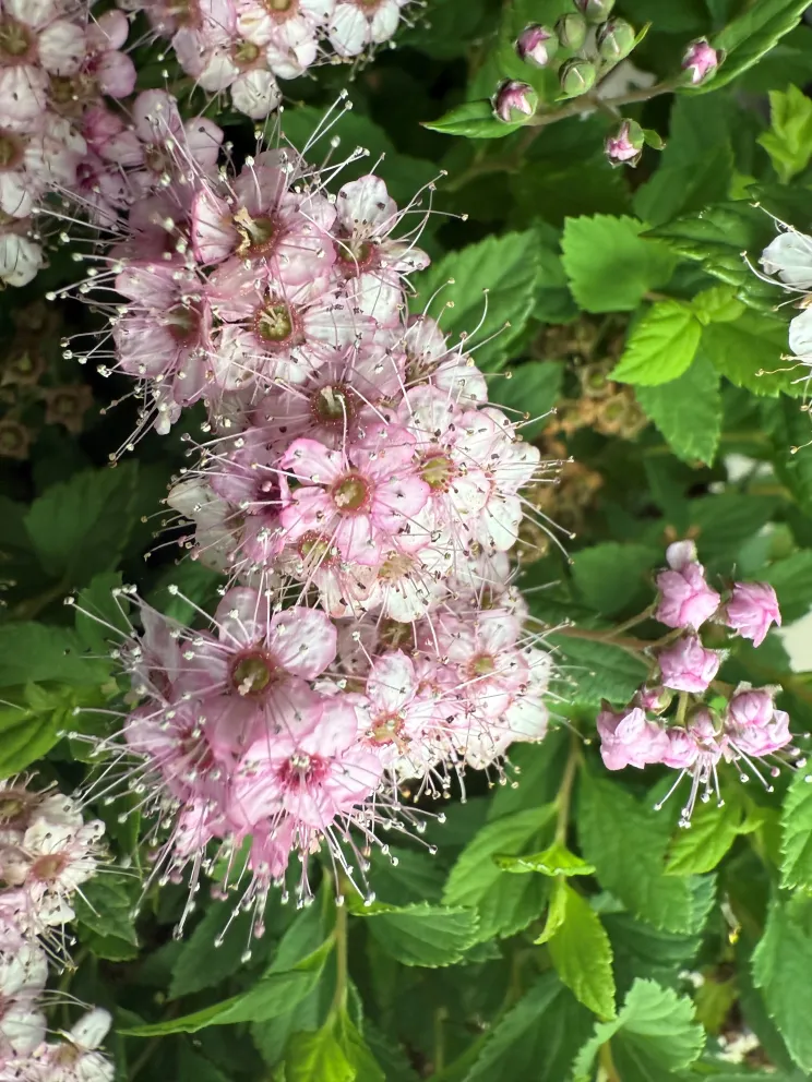 Spiraea japonica 'Little Princess'