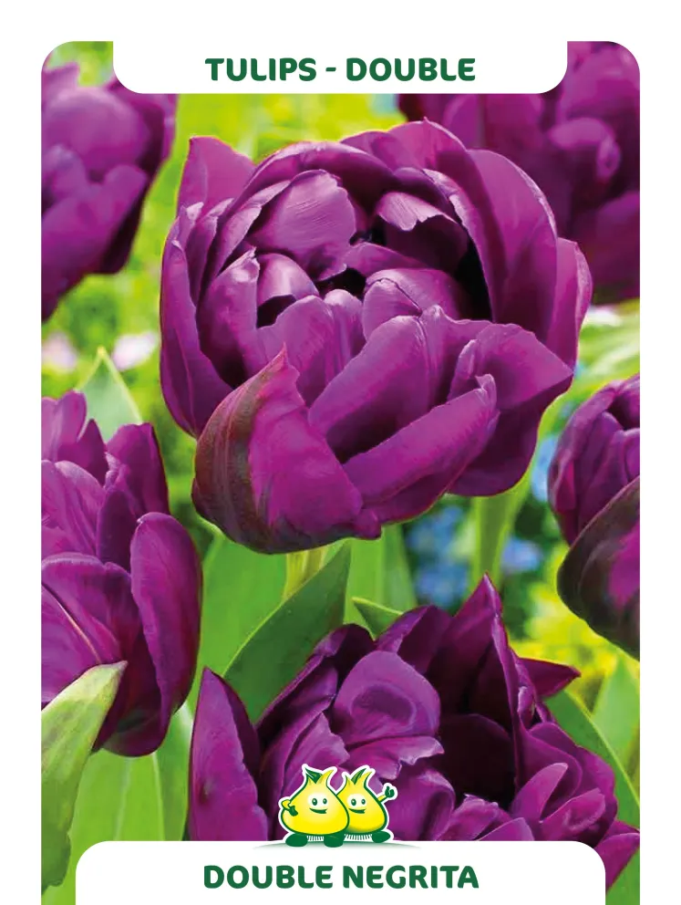 Tulipa 'Double Negrita'