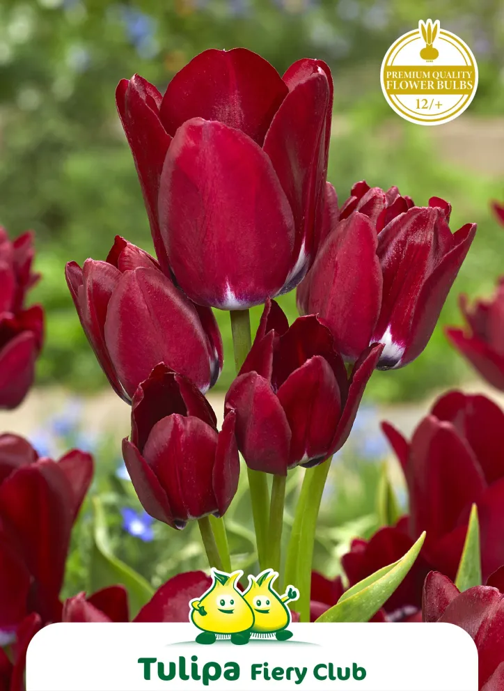 Tulipa 'Fiery Club'