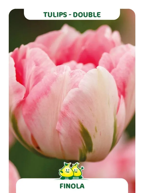 Tulipa 'Finola'