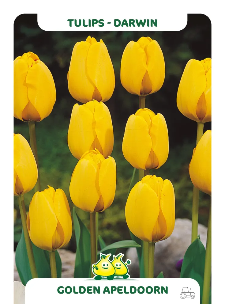 Tulipa 'Golden Apeldoorn'