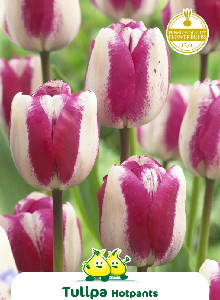 Tulipa 'Hot Pants'