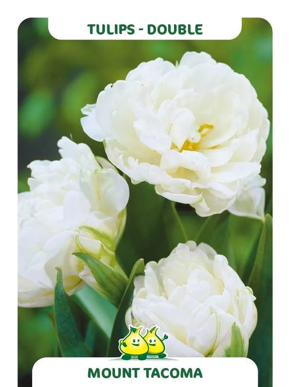 Tulipa 'Mount Tacoma'