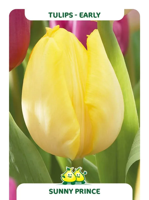 Tulipa 'Sunny Prince'