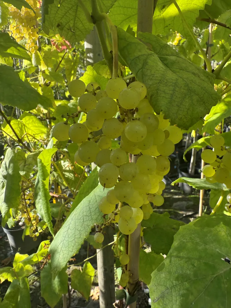 Vitis 'Romulus'