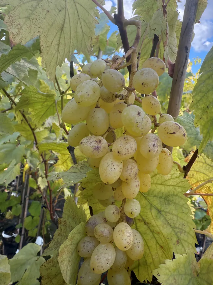 Vitis 'Selma'