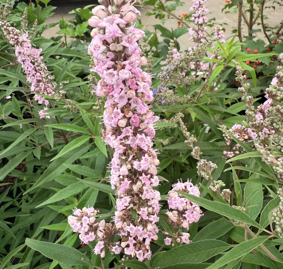 Vitex agnus-castus 'Galctic Pink'