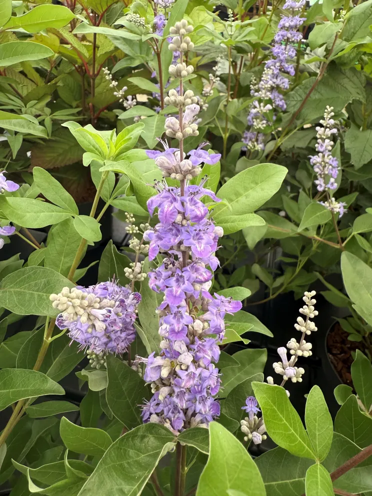 Vitex agnus-castus 'Summertime Blues'
