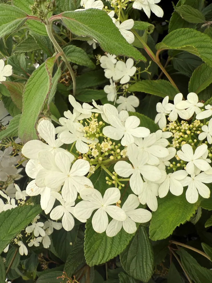 Viburnum plicatum 'Watanabe'