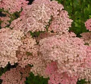 Achillea millefolium 'Lachsschönheit'
