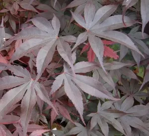 Acer palmatum 'Bloodgood'
