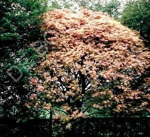 Acer pseudoplatanus 'Brilliantissimum'