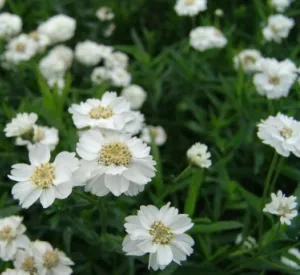 Achillea ptarmica 'The Pearl'