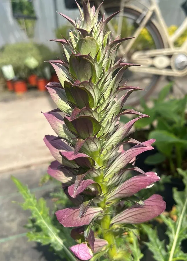 Acanthus spinosus