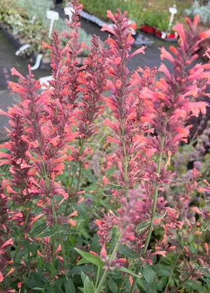 Agastache 'Kolibri'