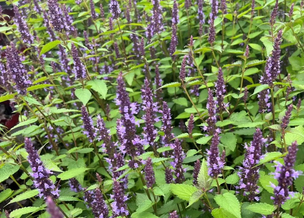 Agastache rugosa 'Little Adder' ®