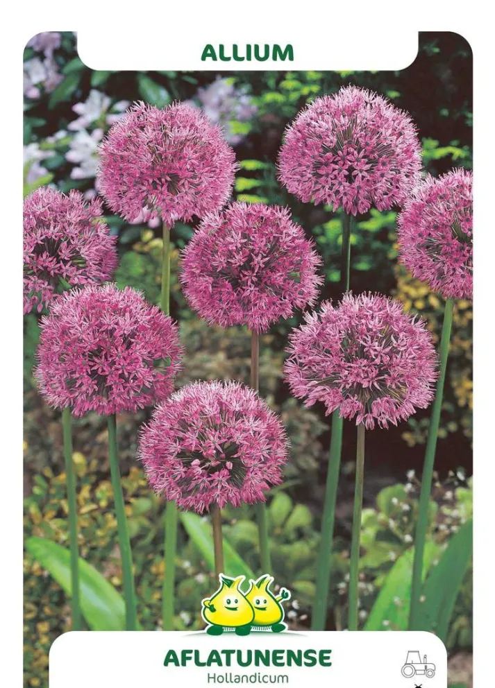 Allium aflatunense