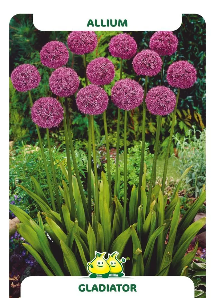 Allium 'Gladiator'