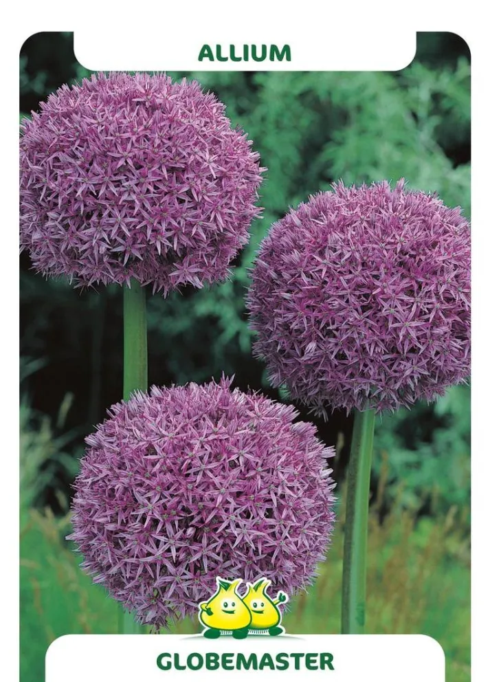 Allium 'Globemaster'