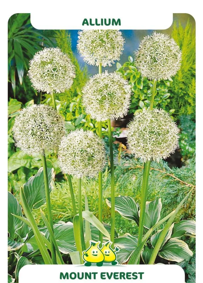 Allium 'Mount Everest'