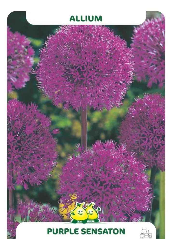 Allium 'Purple Sensation'